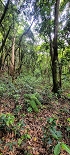 Plants: image 8 Of 208 Thumb